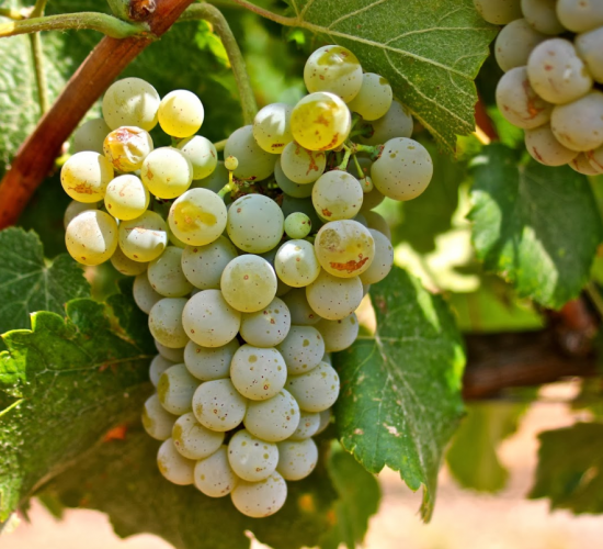 Racimo de Albariño Racimo de Albariño