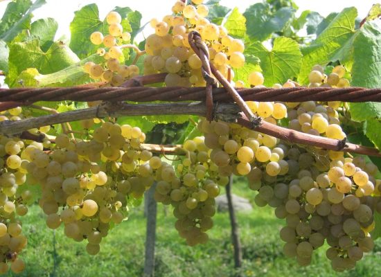 Carballal-racimos-albarino Racimos de Albariño