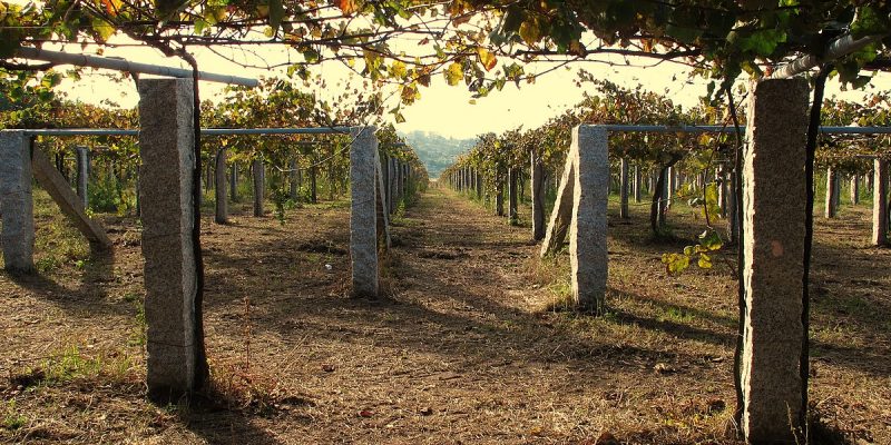 Cambados viñedo en parra Viñedo parra de albariño