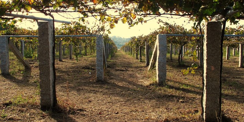 Viñedo parra de albariño