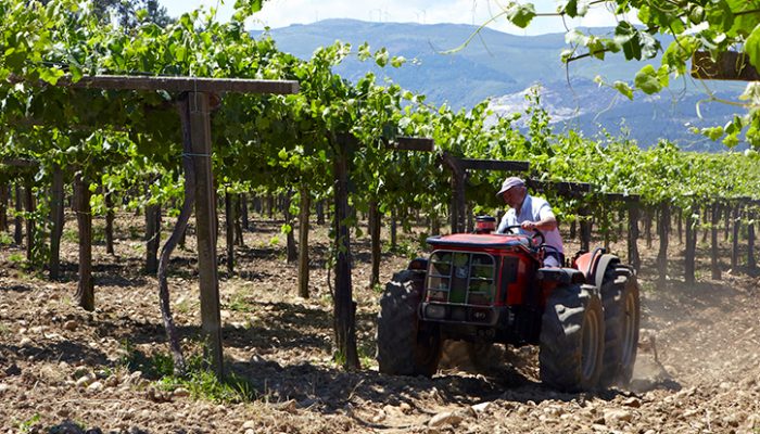 Viñedo Bodegas La Val