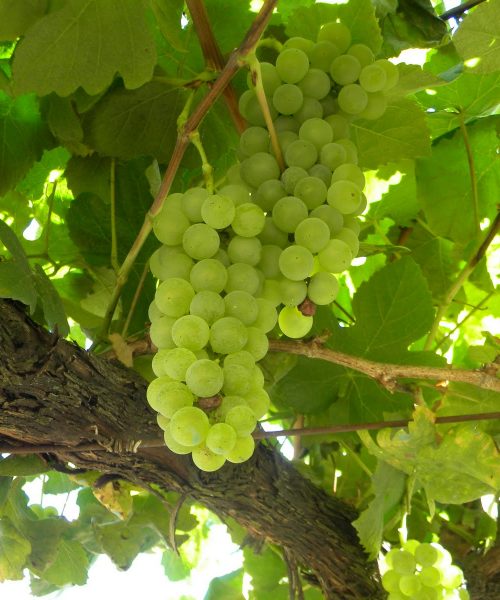 características de la uva albariño