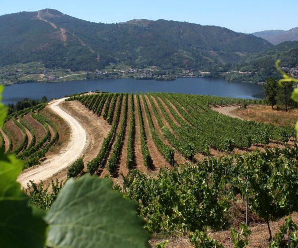 vino-ribeiro Ribeiro viñedo