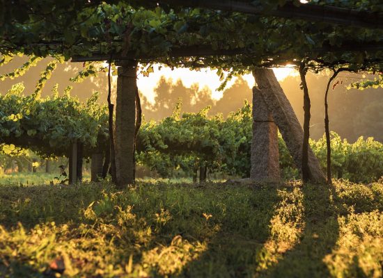 Viñedo de albariño Viñedo de albariño