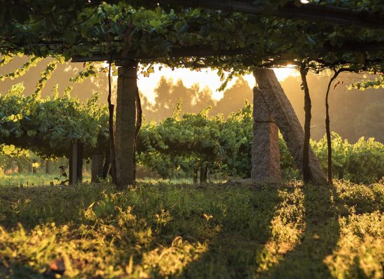 Viñedo de albariño