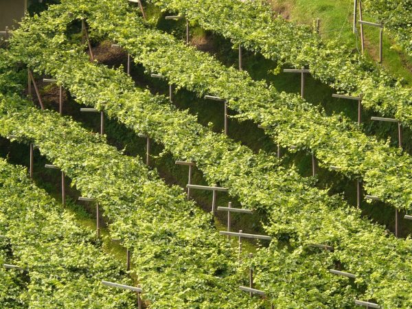 Bodegas As Laxas