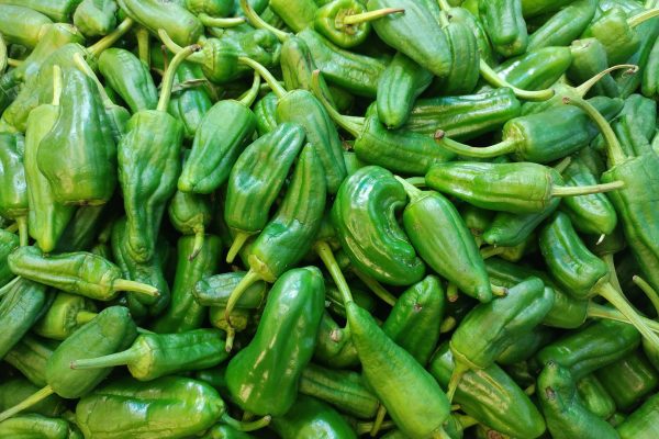 pimiento padrón Pimientos de padrón