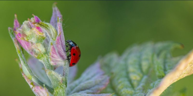 Ecológico Mariquita en viñedo