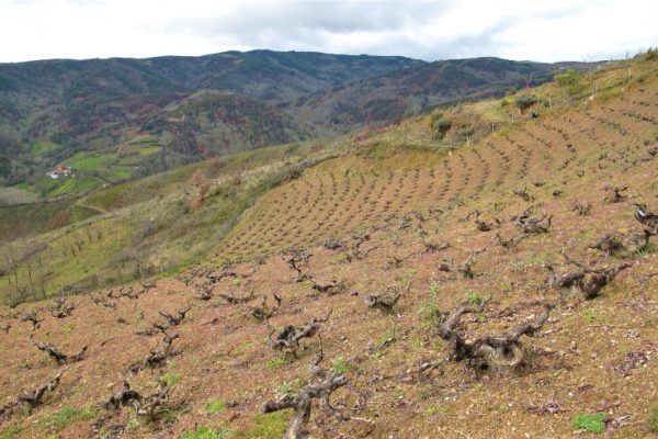 Viñedos de Quinta da Muradella en Monterrei