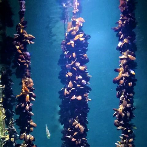 Cuerdas con mejillones Cuerdas con mejillones