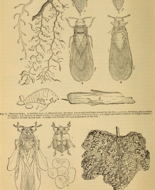 Filoxera de la vid