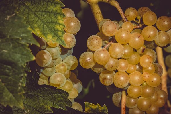 Racimo de uvas blancas