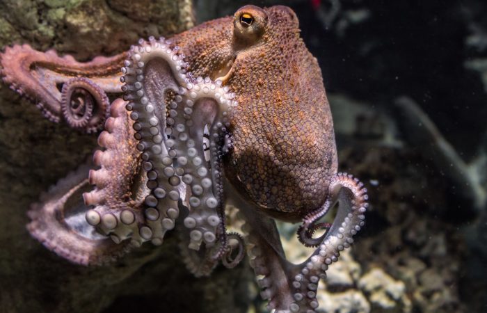Pulpo Pulpo