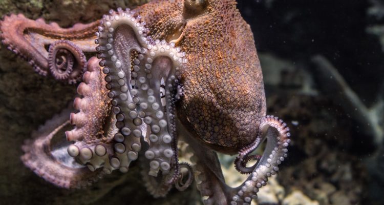 Pulpo Pulpo