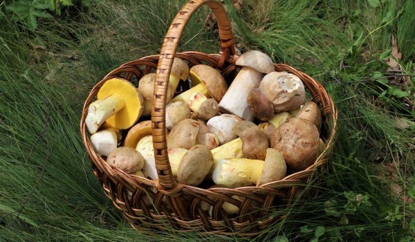 Cesto de mimbre con setas Cesto de mimbre con setas