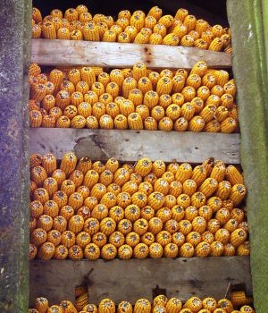Maíz almacenado en el interior de un hórreo en Ames-Fuente Wikipedia Maíz en el interior de un hórreo gallego