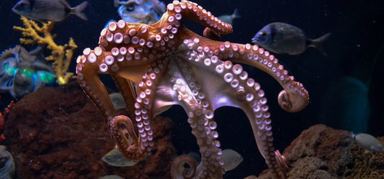 Ventosas de pulpo Ventosas de pulpo
