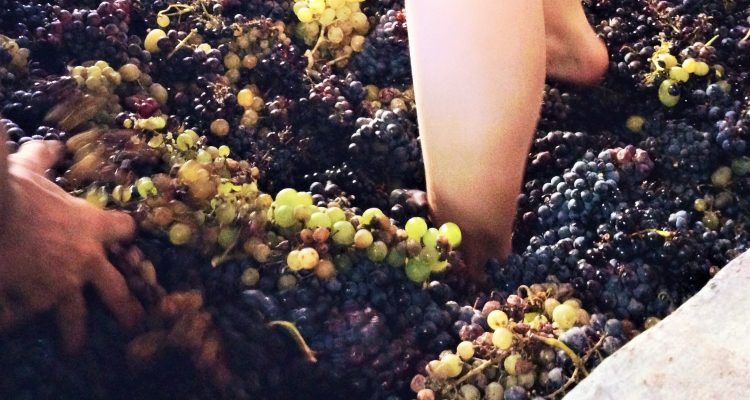 Pisar uvas Pisar uvas