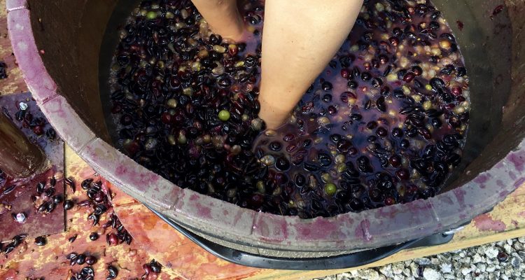 Pisar uvas Pisar uvas