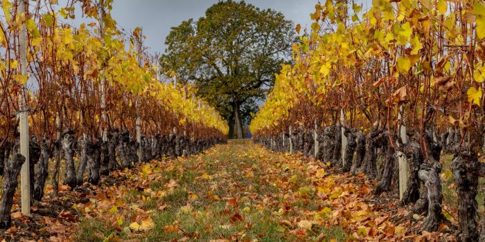 Viñedo en otoño