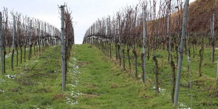 Viñedo en invierno