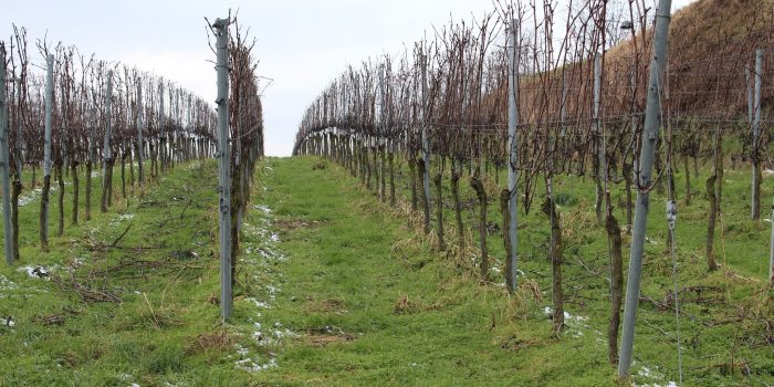 Viñedo en invierno