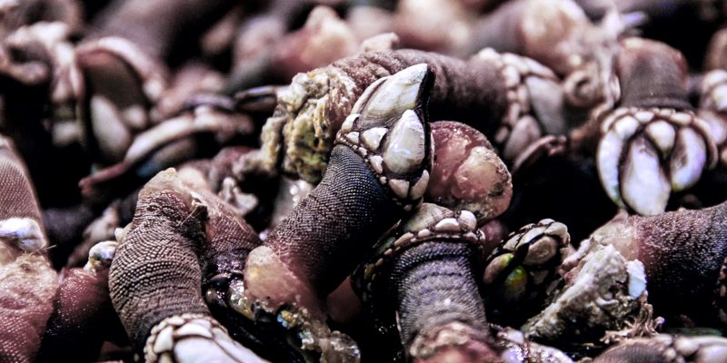 Percebes Percebes