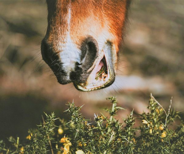 Caballo pastando