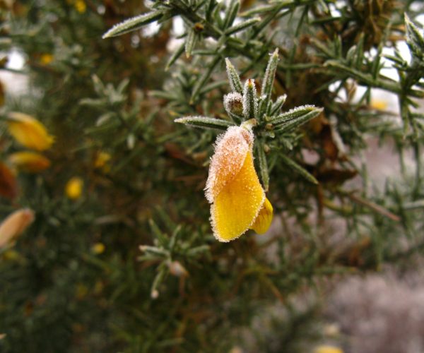 Flor de tojo congelada