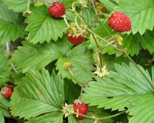 Fresa silvestre Fresas silvestres