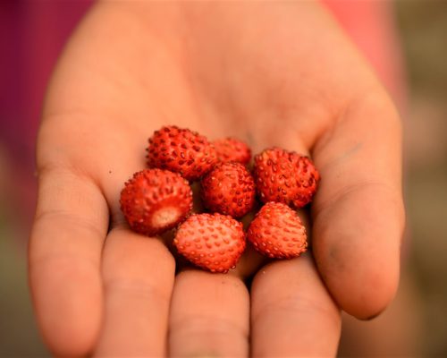 Fresas silvestres Fresas salvajes