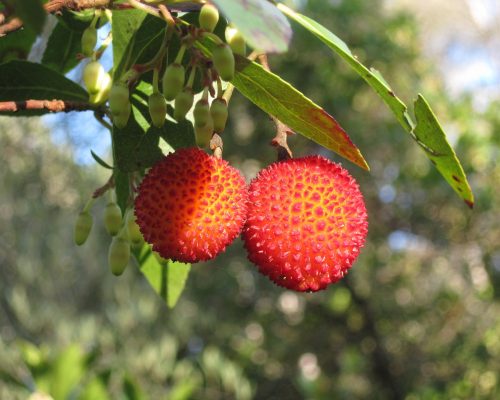 Madroño Madroño
