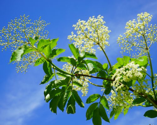 Flores de saúco Flores de saúco