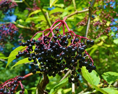Frutos de sambuco Frutos de sambuco
