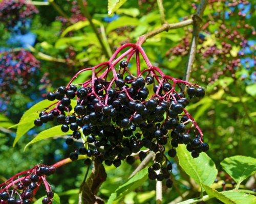 Frutos de sambuco