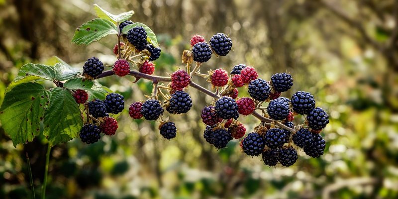 Moras de zarzamora