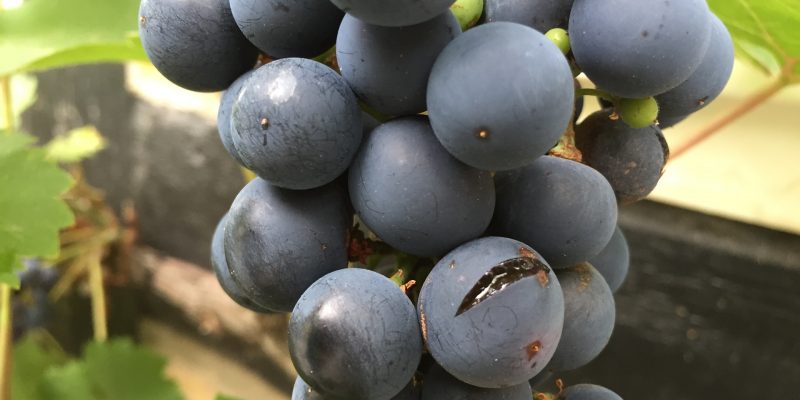 Uvas hinchadas