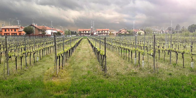 Viñedo nublado Viñedo y cielo nublado