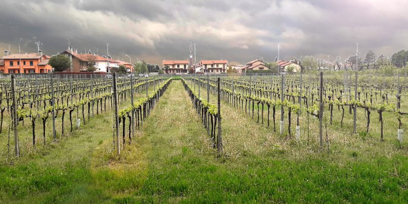 Viñedo y cielo nublado