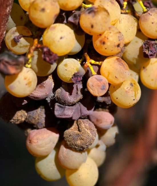 Racimo de uvas con botrytis Racimo de uvas con botrytis