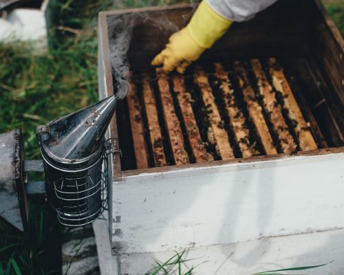 Panales de abejas