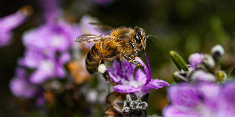 Abeja polinizando una flor