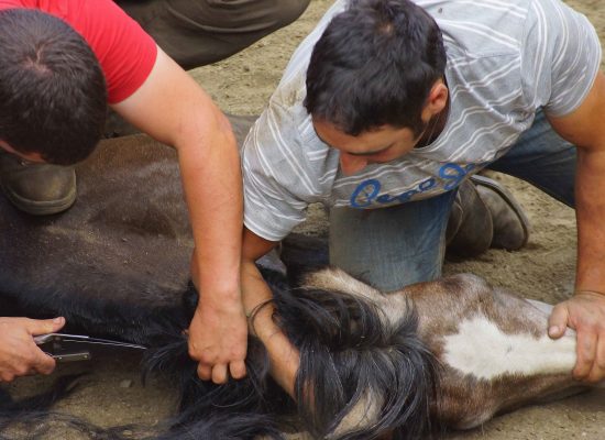 Dos jóvenes cortan las crines de un caballo