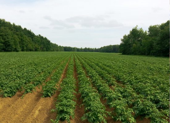 Campo de patatas