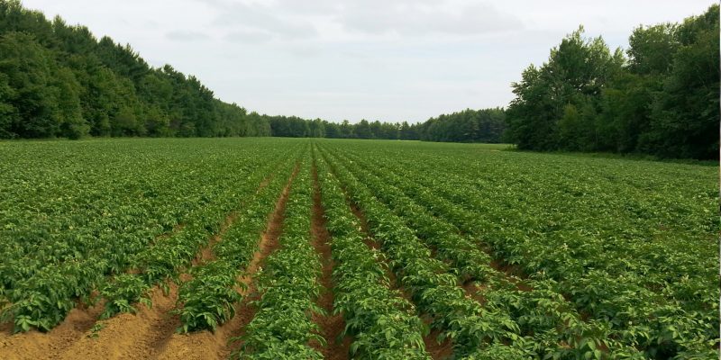Campo de patatas Campo de patatas