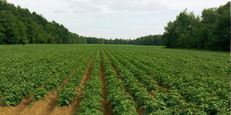 Campo de patatas