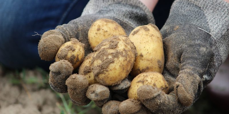 Recoger patatas con las manos