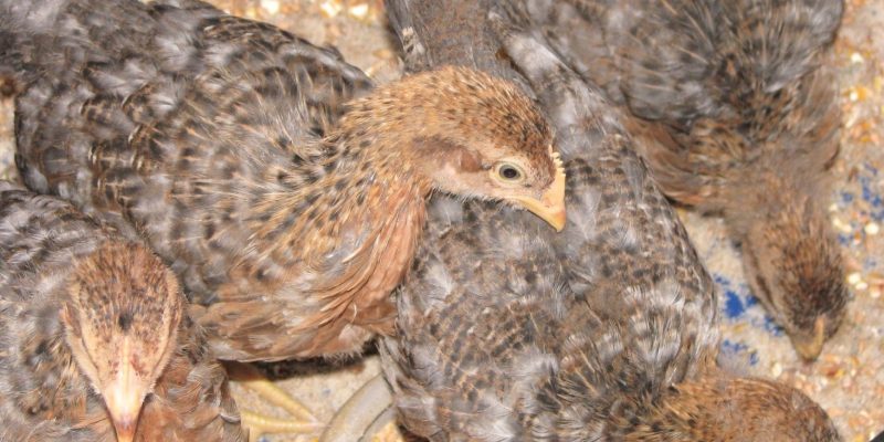 Gallina piñeira