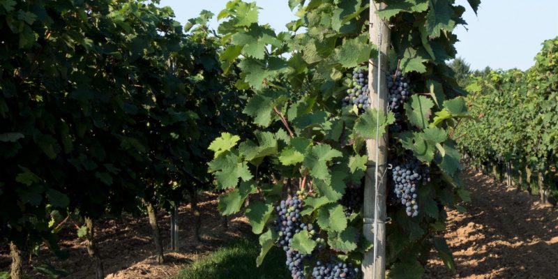 Deshojado Viñedo en espaldera
