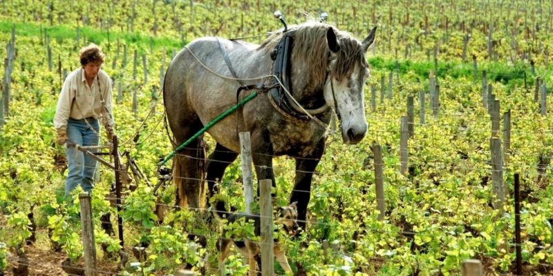 La viticultura biodinámica se basa en un intenso trabajo manual y empleando técnicas ancestrales Viticultura ancestral